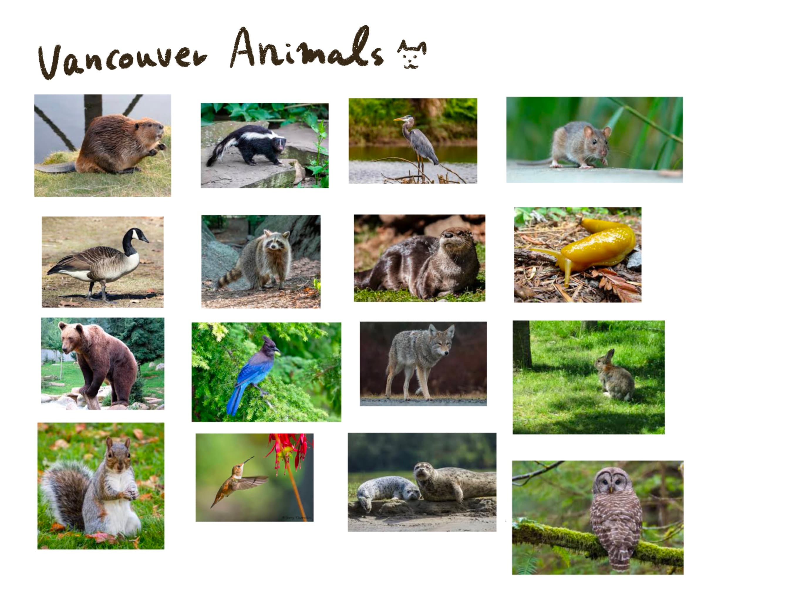 References of Vancouver animals